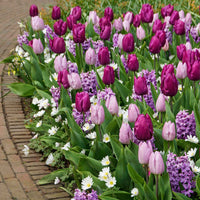 50x Bloembollen - Mix 'Royal Purple' paars - Alle bloembollen