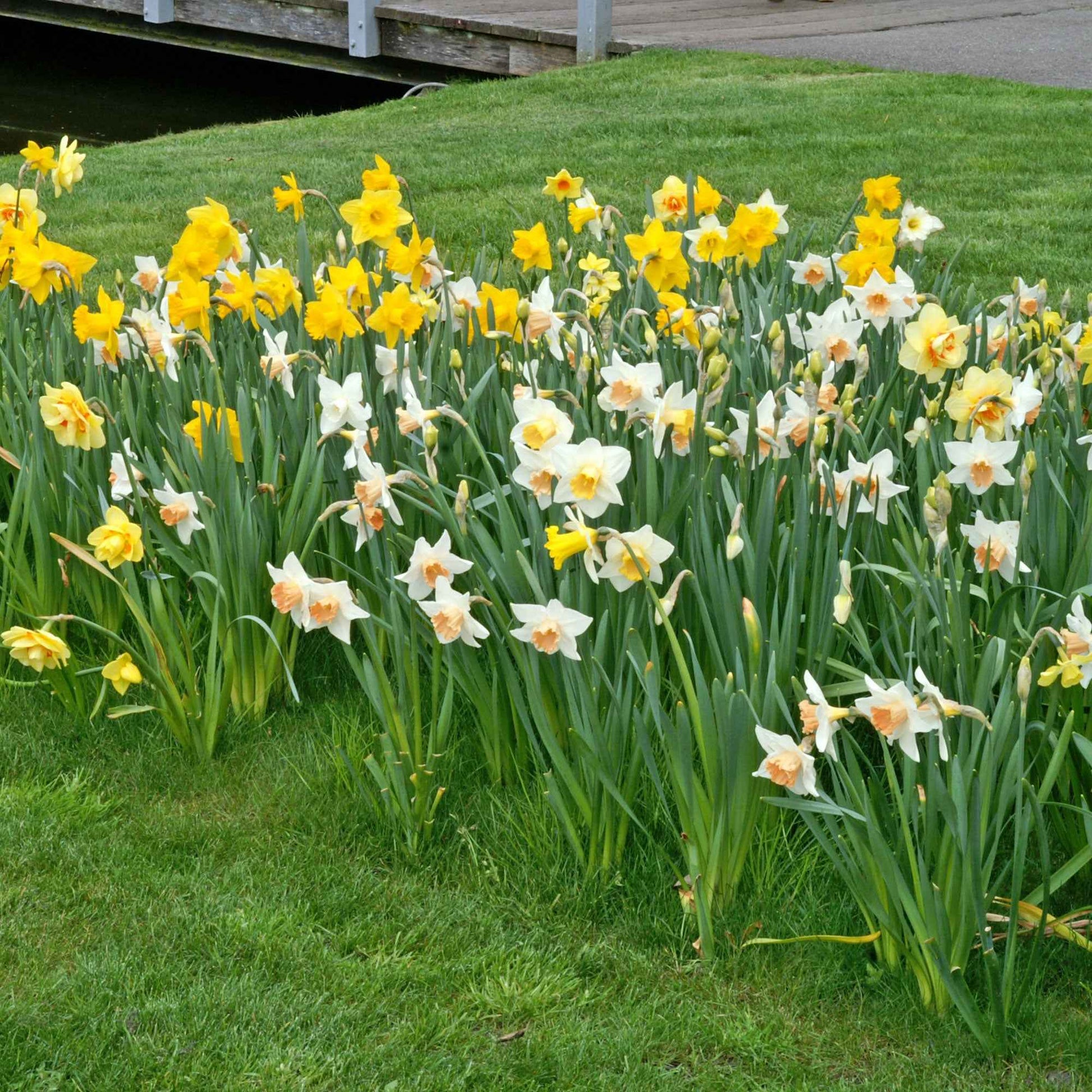 25x Narcissen Narcissus - Mix 'Dwarf' biologisch geel-wit - Alle populaire bloembollen