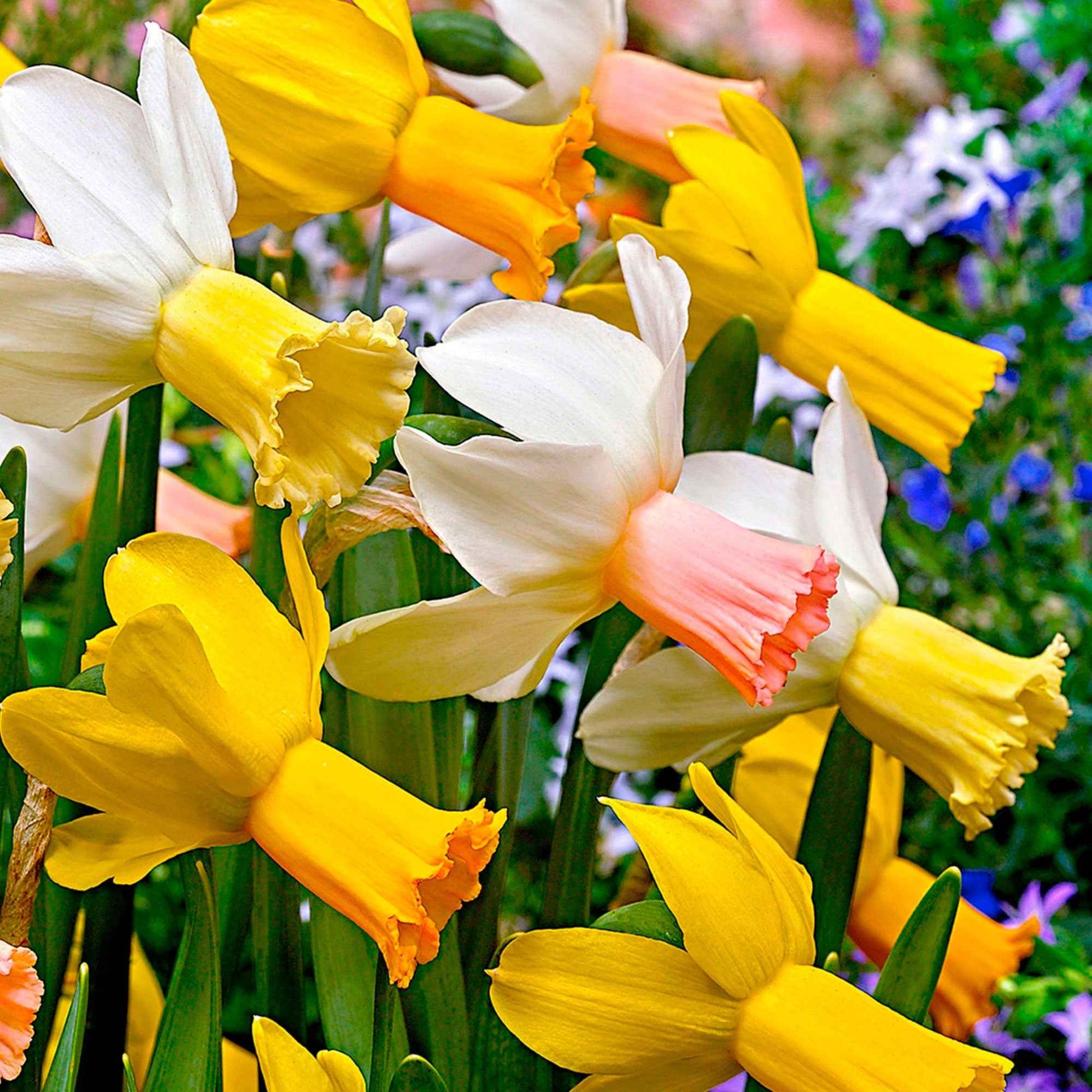 25x Narcissen Narcissus - Mix 'Dwarf' biologisch geel-wit - Alle bloembollen