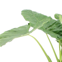 Olifantsoor Alocasia macrorrhizos XL - Groene kamerplanten