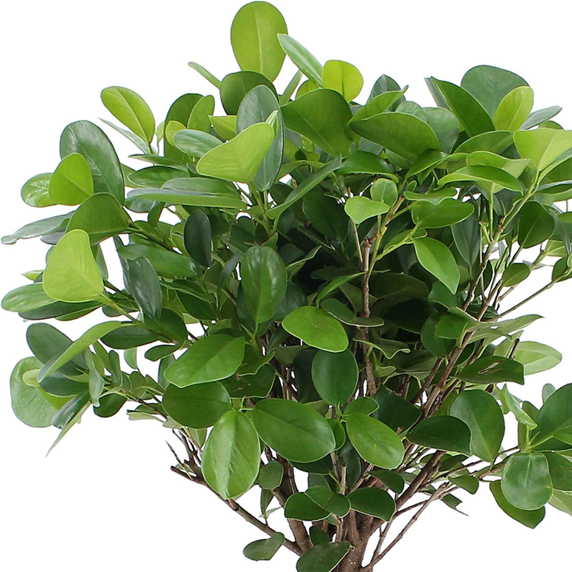 Ficus microcarpa 'Moclame'  op stam - Kamerplanten