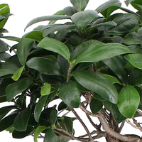 Bonsai vijg Ficus microcarpa 'Ginseng' XL incl. mand - Groene kamerplanten