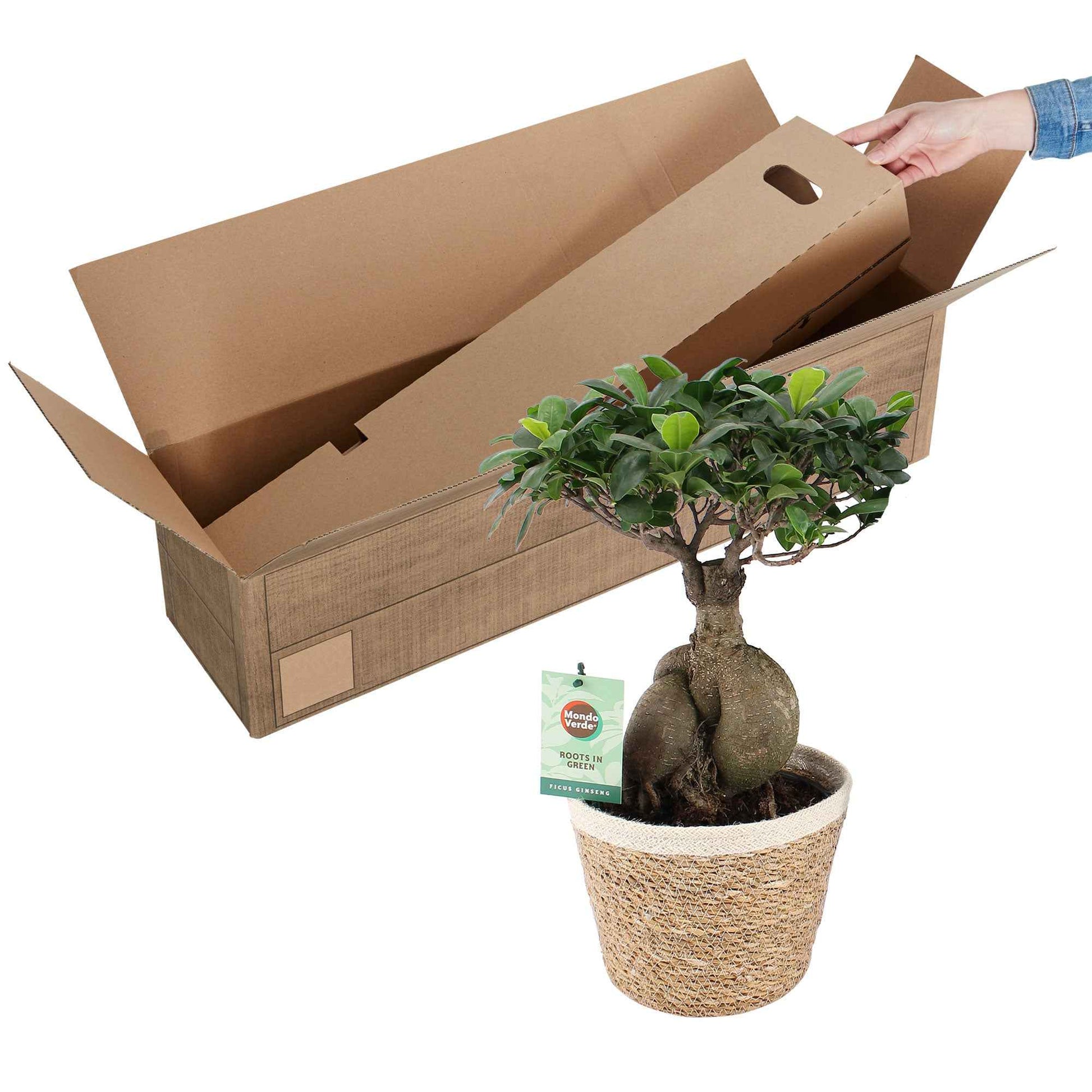 Bonsai vijg Ficus microcarpa 'Ginseng' XL incl. mand - Huiskamerplanten