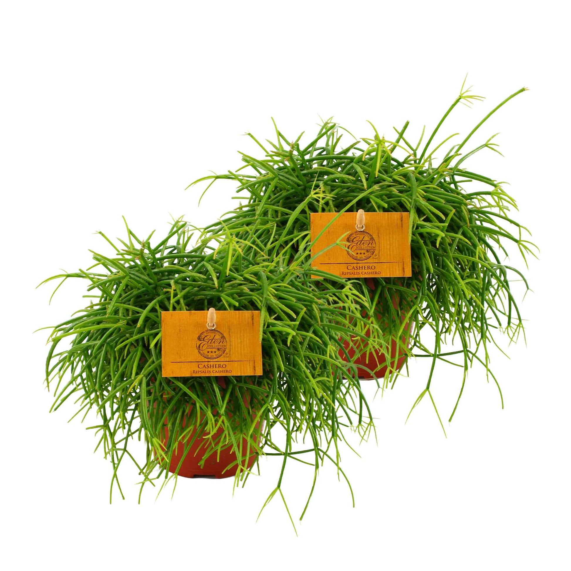 2x Koraalcactus Rhipsalis cashero - Alle makkelijke kamerplanten