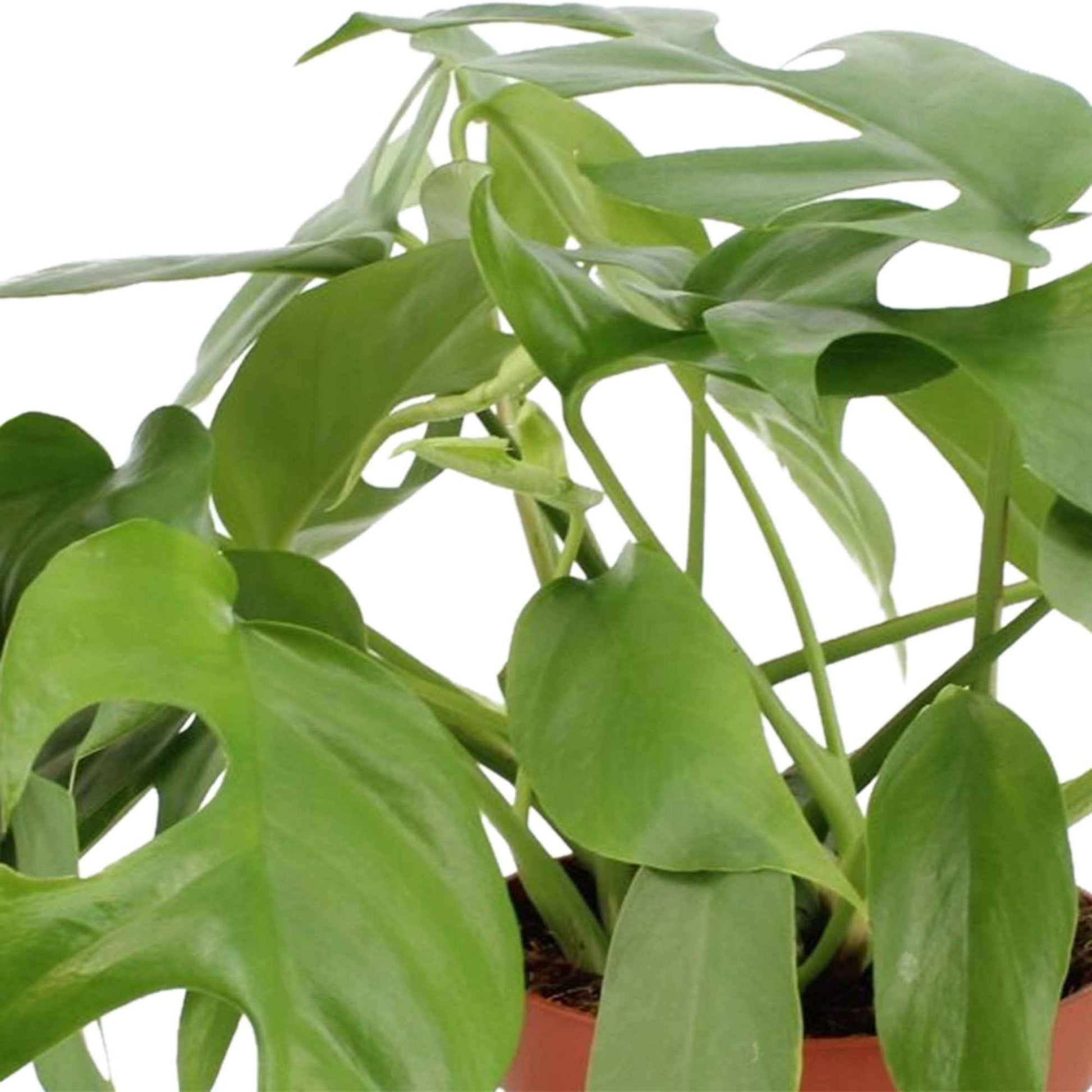 Gatenplant Monstera minima incl. mosstok - Huiskamerplanten