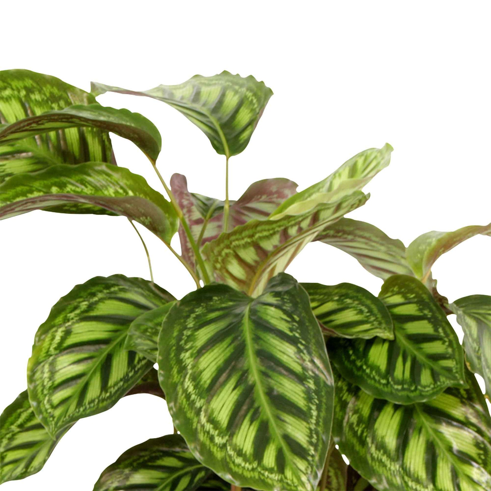 2x Bidplant Calathea 'Flamestar' - Diervriendelijke kamerplanten