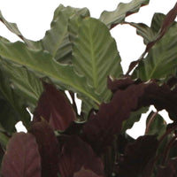 2x Bidplant Calathea 'Wavestar' - Binnenplanten in sierpot