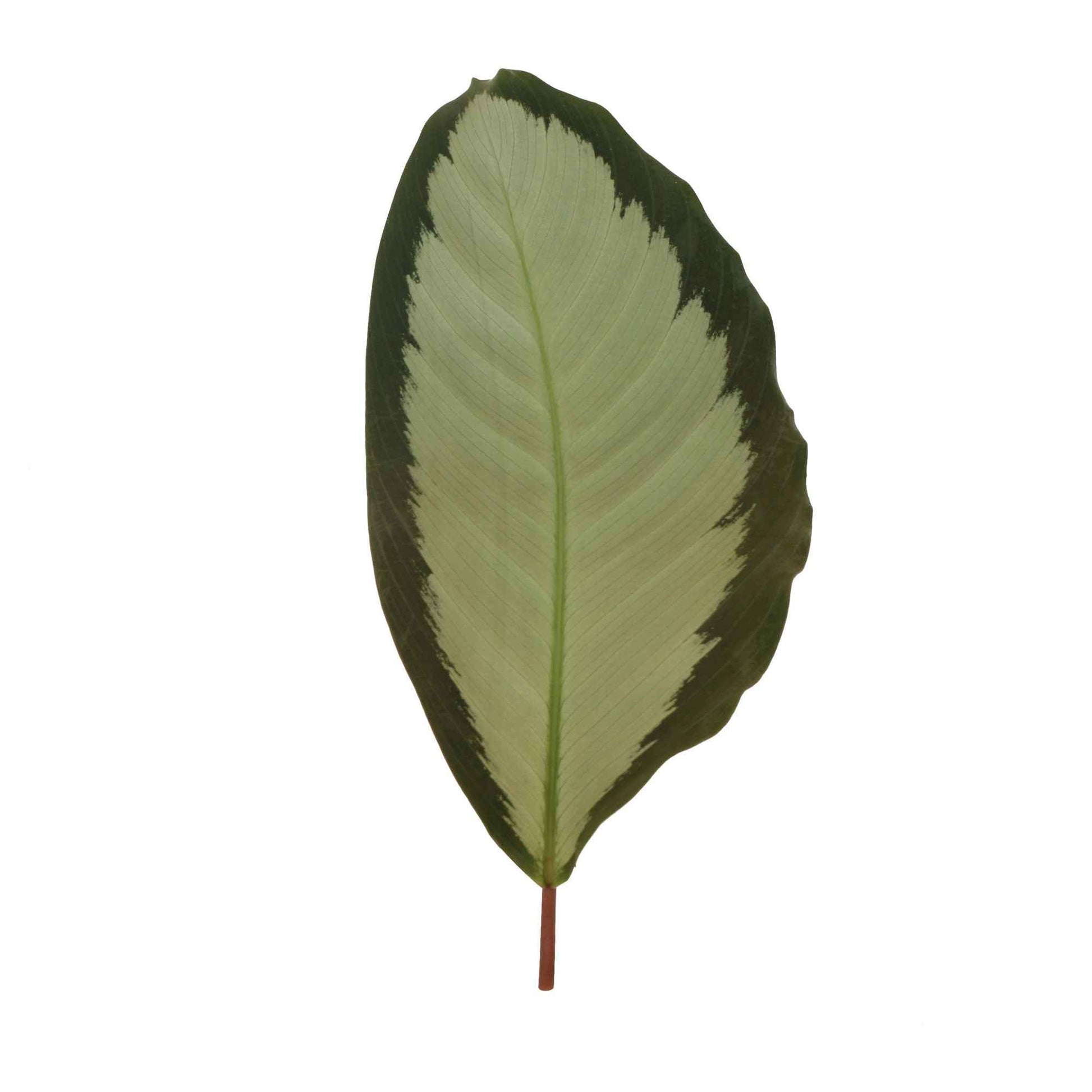 2x Calathea 'Argentea' grijs-groen - Binnenplanten in sierpot