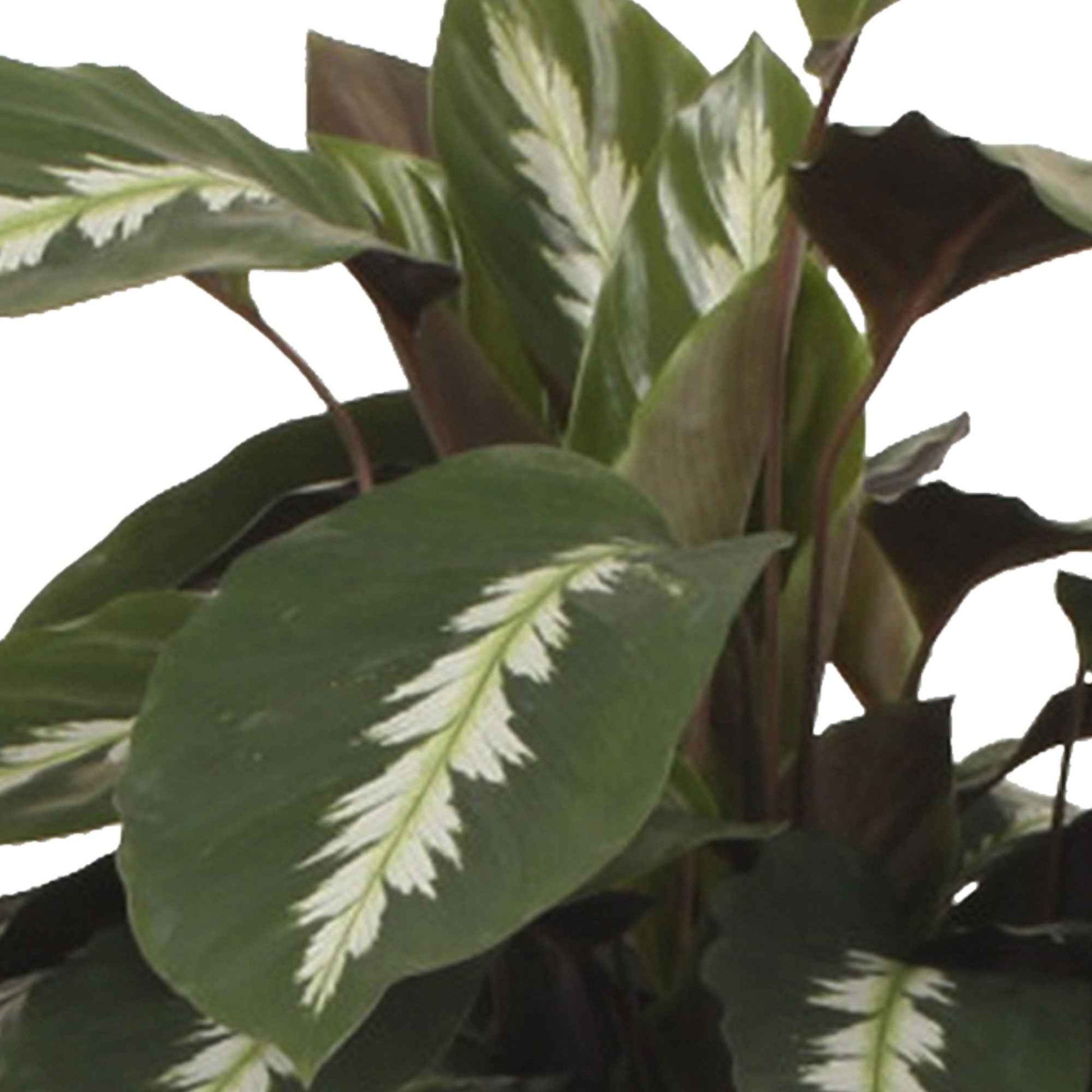 2x Bidplant Calathea 'Maui Queen' - Binnenplanten in sierpot