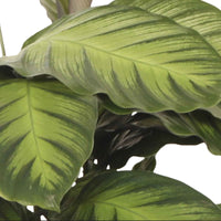 Bidplant Calathea 'Misto' - Diervriendelijke kamerplanten