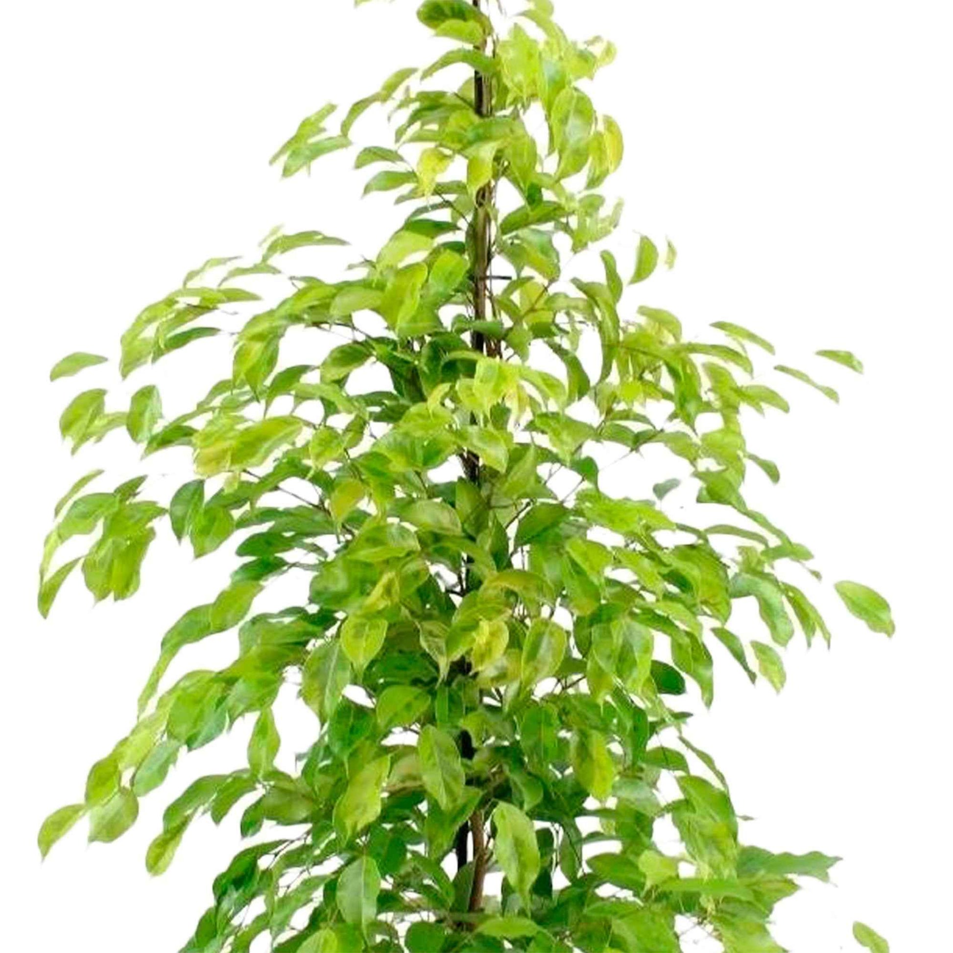 Treurvijg Ficus benjamina 'Reginald' - Groene kamerplanten