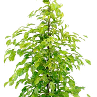 Treurvijg Ficus benjamina 'Reginald' - Grote kamerplanten