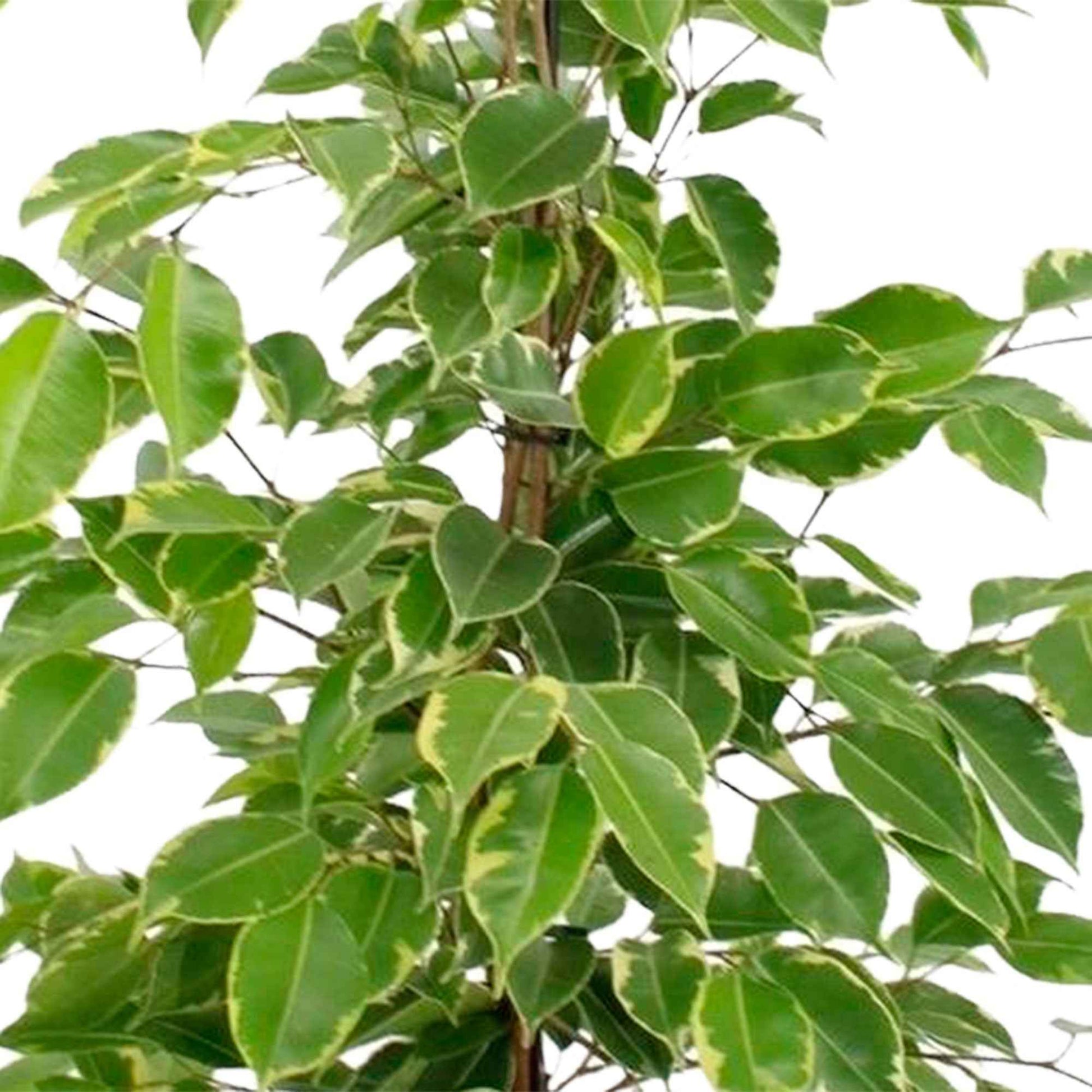 Treurvijg Ficus benjamina 'Golden King' - Groene kamerplanten