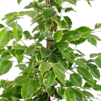 Treurvijg Ficus benjamina 'Golden King' - Huiskamerplanten