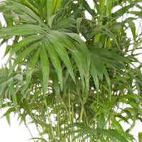 Mexicaanse dwergpalm Chamaedorea elegans XL - Groene kamerplanten