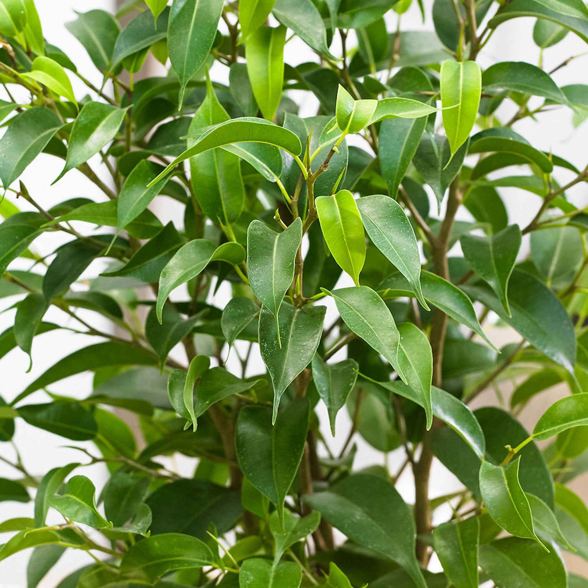 2x Treurvijg Ficus benjamina 'Natasja' - Groene kamerplanten