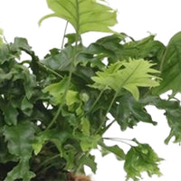2x Varen Phlebosia 'Nicolas Diamond' - Groene kamerplanten
