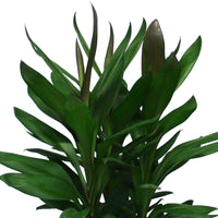 Geluksplant Cordyline 'Glauca' - Huiskamerplanten