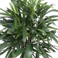 Bamboepalm Rhapis excelsa - Groene kamerplanten