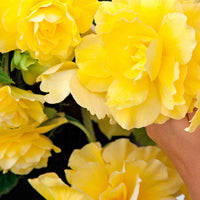 5x Begonia  'Yellow Flame' Geel - Alle bloembollen
