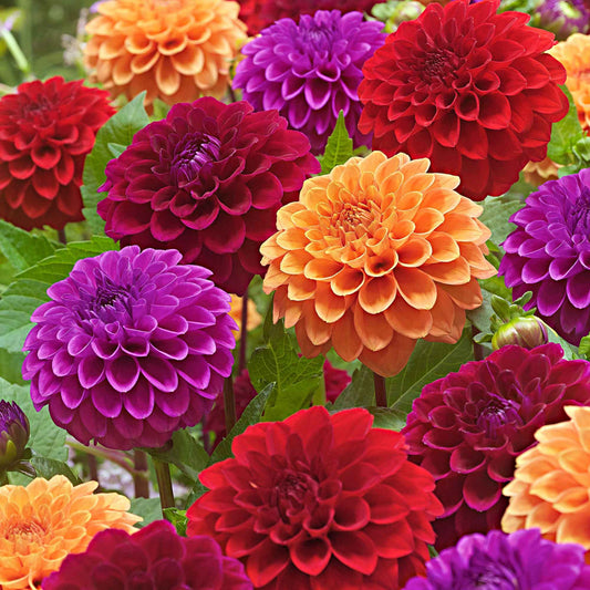 Dahlia Mix 'Origami Honey' - Alle bloembollen