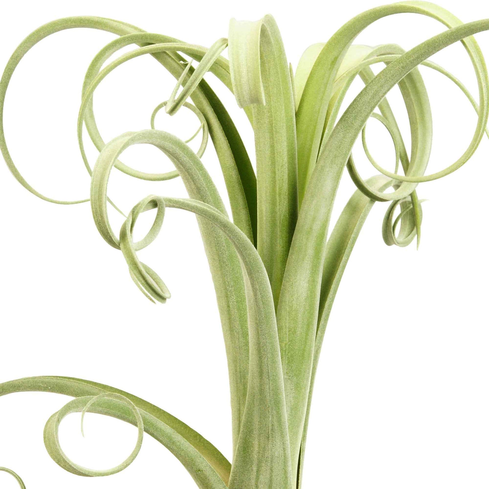 Bromelia Tillandsia 'Curly Slim' - Bloeiende kamerplanten