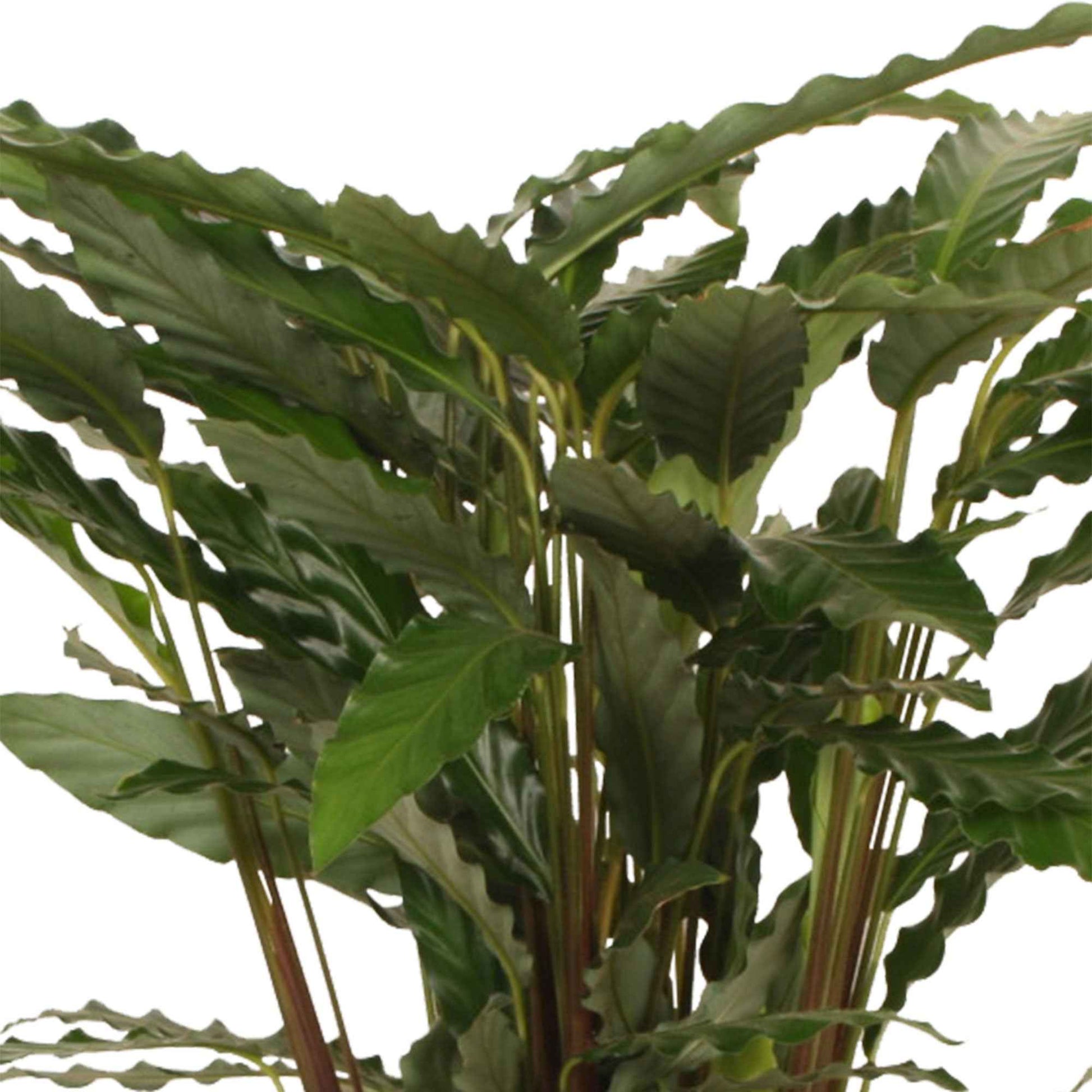 Bidplant Calathea 'Tropistar' - Groene kamerplanten