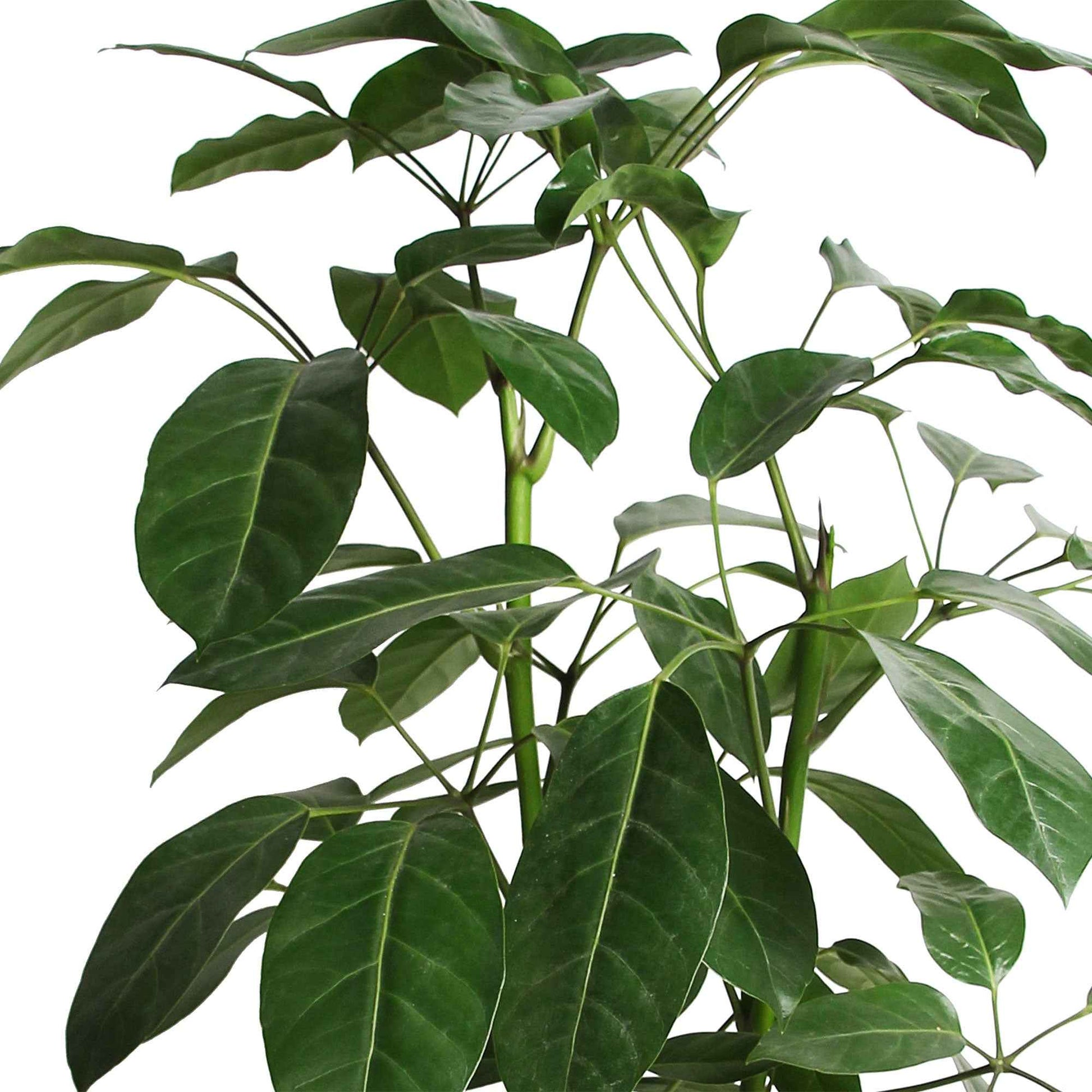 Vingersboom Schefflera 'Amate' - Groene kamerplanten