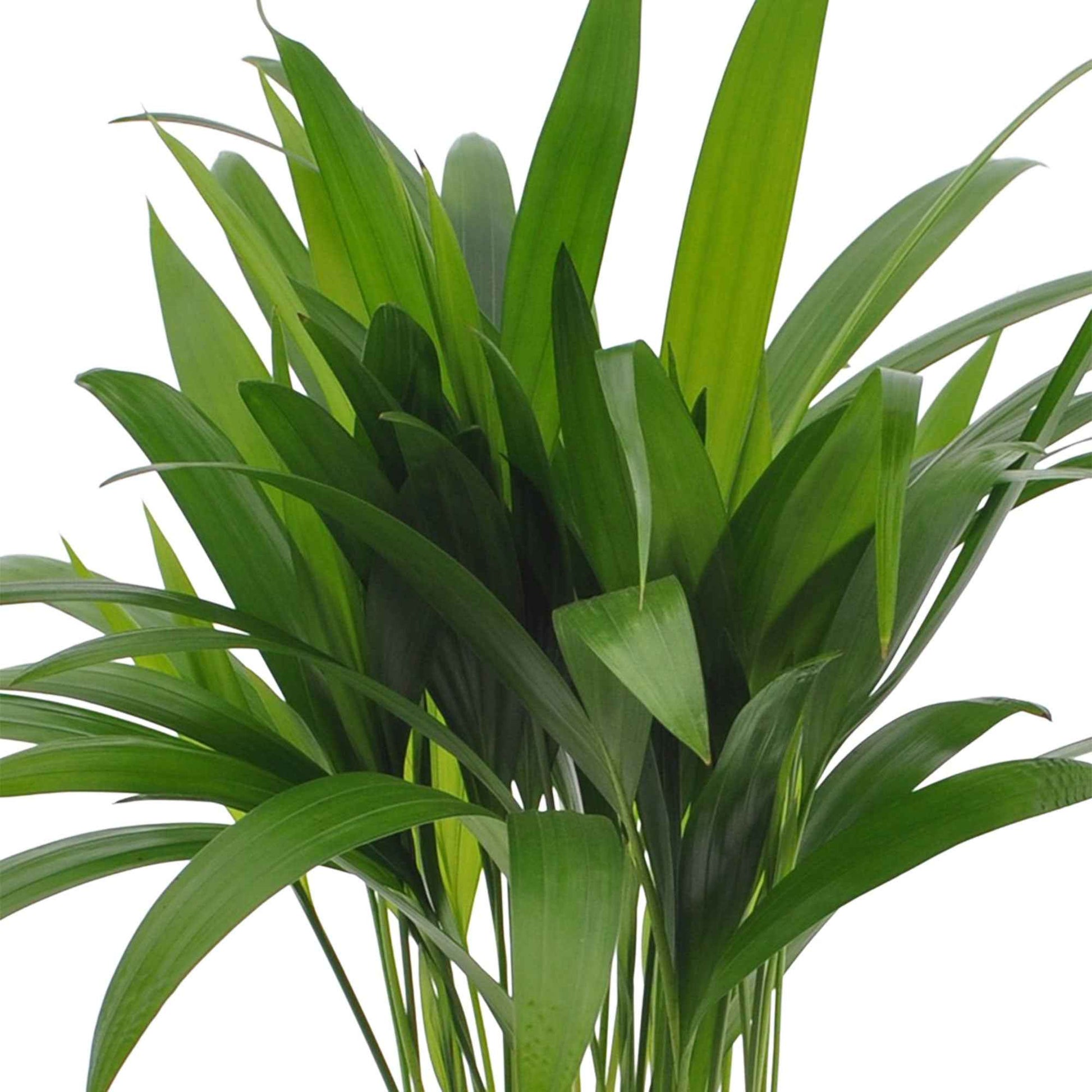 Areca palm Dypsis lutescens incl. rieten mand naturel - Binnenplanten in sierpot