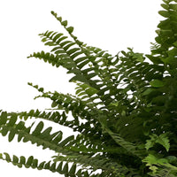 Krulvaren Nephrolepis 'Green Lady' incl. mand - Diervriendelijke kamerplanten