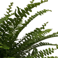 Krulvaren Nephrolepis 'Green Lady' incl. betonnen sierpot - Binnenplanten in sierpot