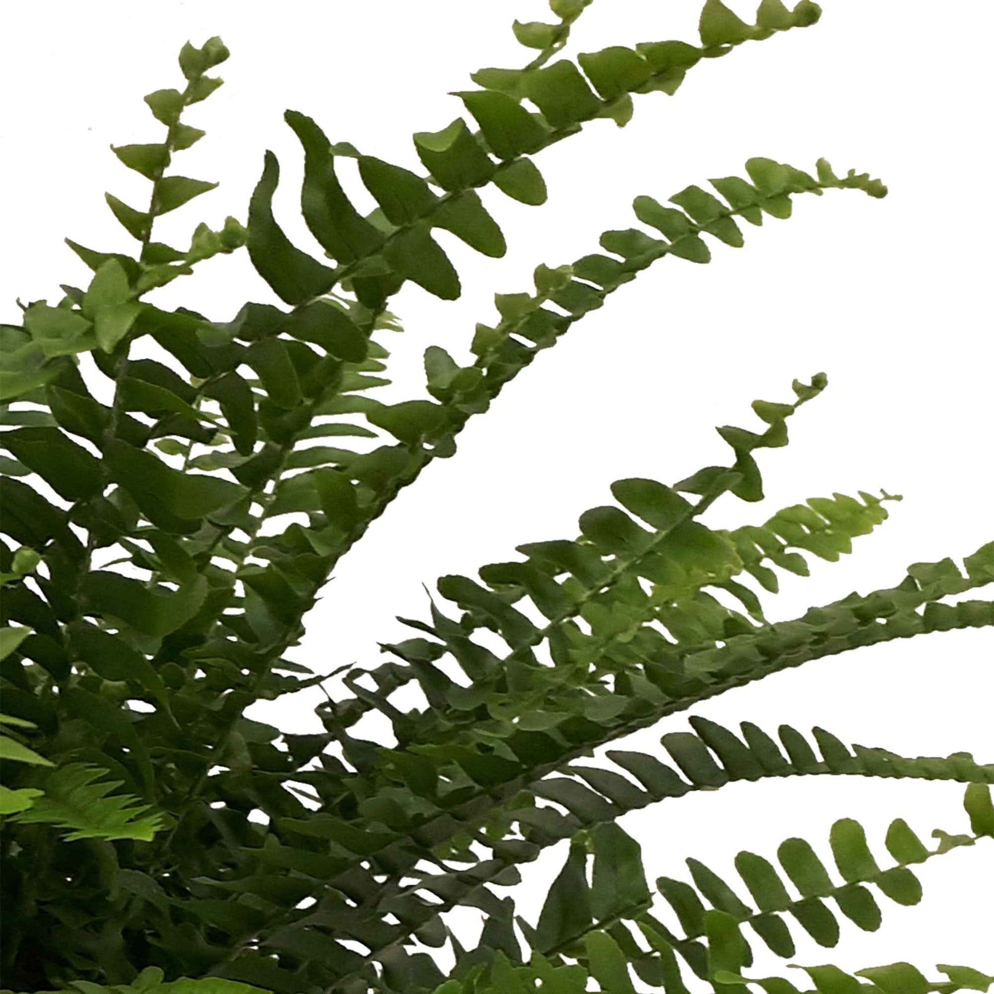 Krulvaren Nephrolepis 'Green Lady' incl. betonnen sierpot - Diervriendelijke kamerplanten
