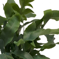 Blauwvaren Phlebodium 'Blue Star' incl. keramieken sierpot - Diervriendelijke kamerplanten