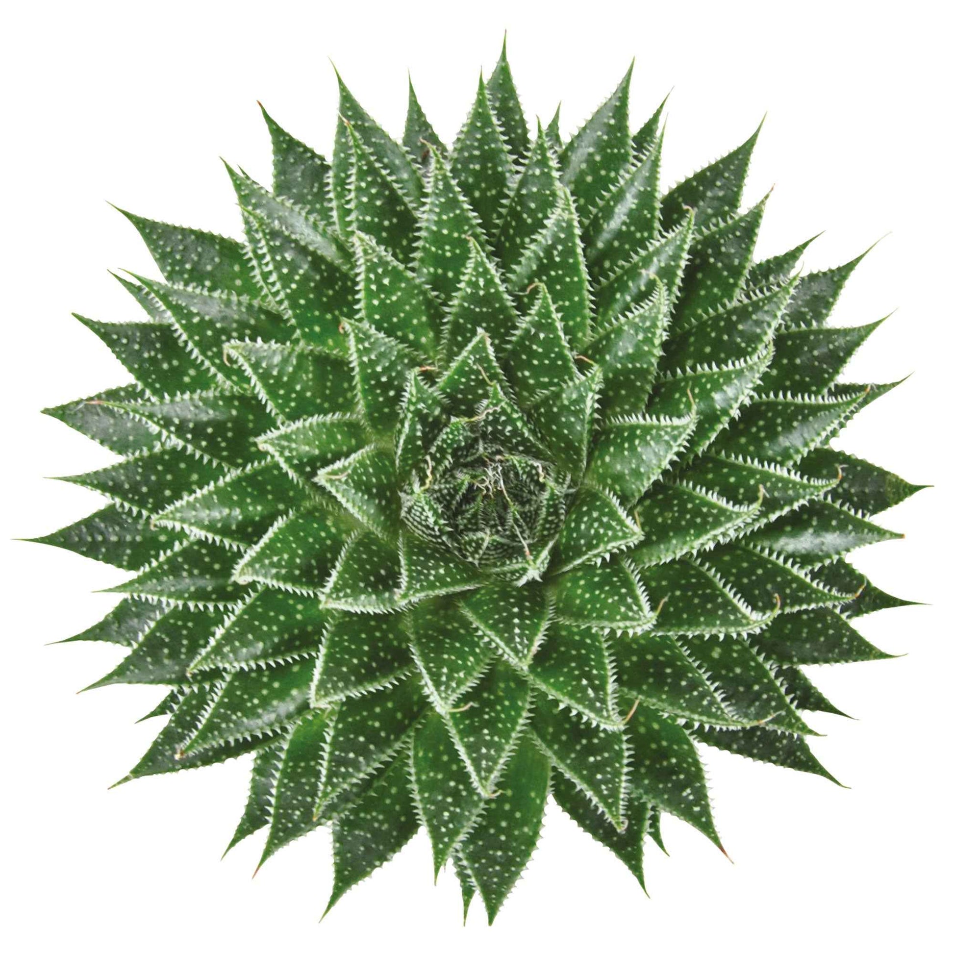 Succulent Aloe 'Magic' Aloë 'Magic' - Alle makkelijke kamerplanten