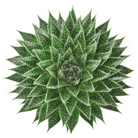 Succulent Aloe 'Magic' Aloë 'Magic' - Aloë Vera