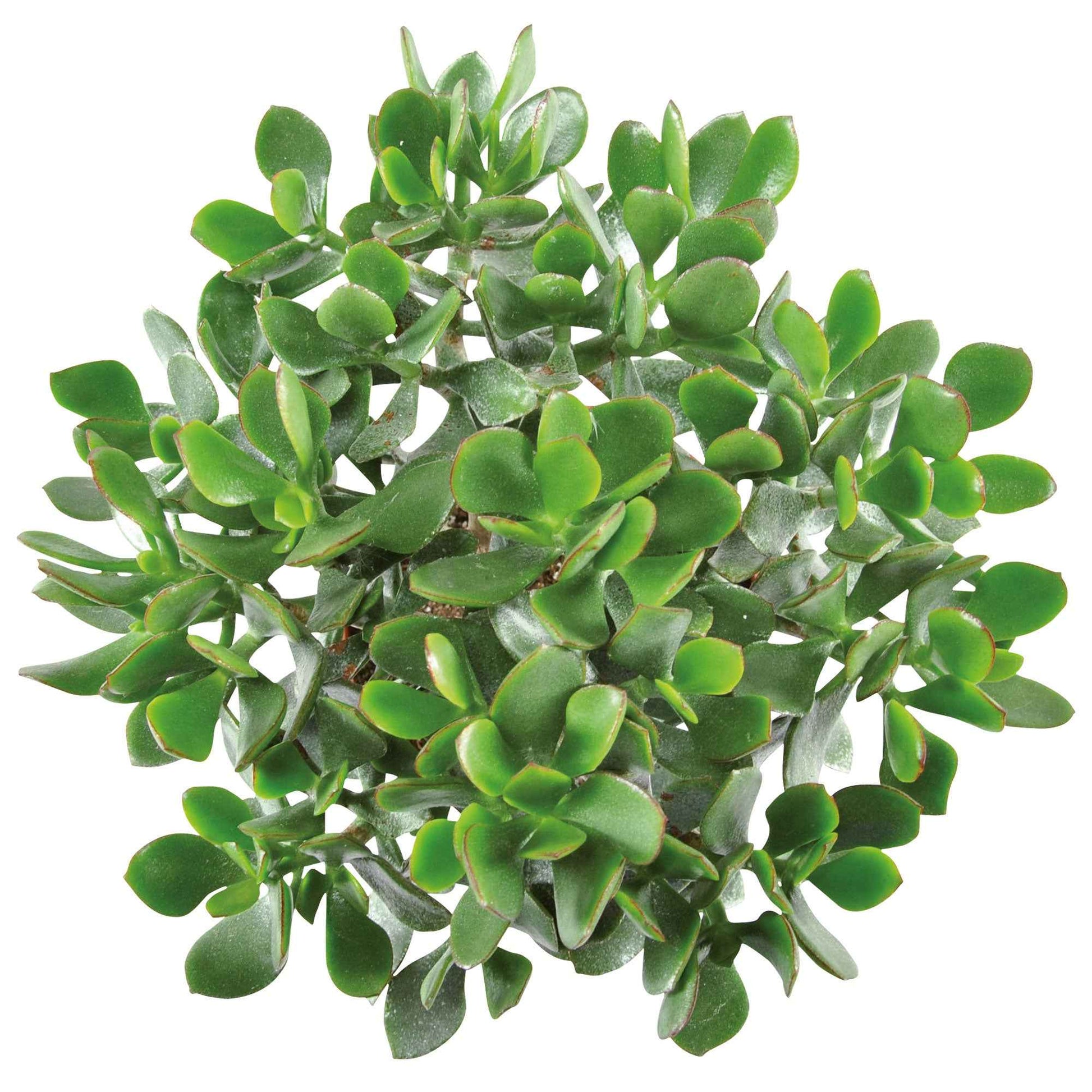 2x Succulent Jadeplant Crassula 'Magic' - Groene kamerplanten