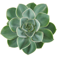 3x Succulent Echeveria 'Green Pearl' - Groene kamerplanten