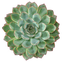 3x Succulent Echeveria pulidonis - Alle makkelijke kamerplanten