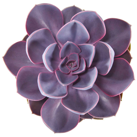 3x Succulent Echeveria 'Purple Pearl' - Alle makkelijke kamerplanten
