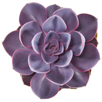 3x Succulent Echeveria 'Purple Pearl' - Groene kamerplanten