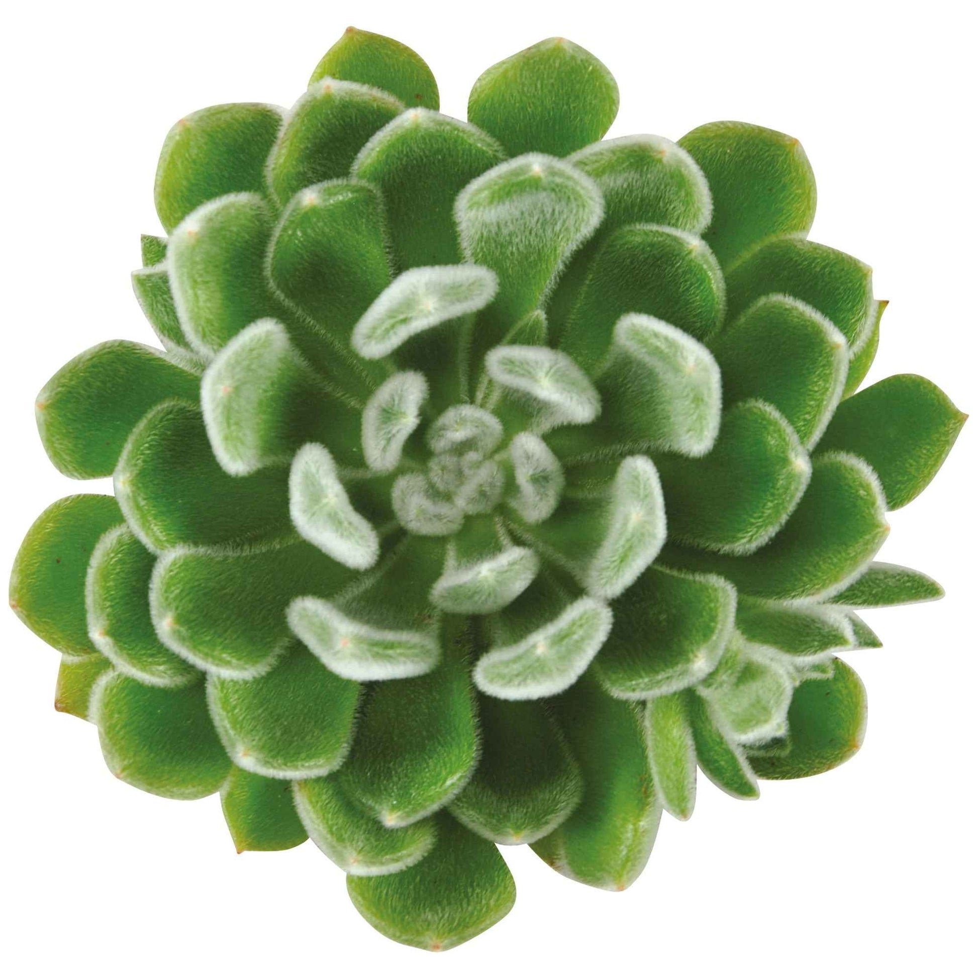 3x Succulent Echeveria setosa - Alle makkelijke kamerplanten