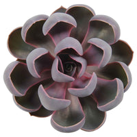 3x Succulent Echeveria 'Spoon Pearl' - Alle makkelijke kamerplanten