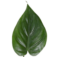 Philodendron 'Brasil' - Groene kamerplanten