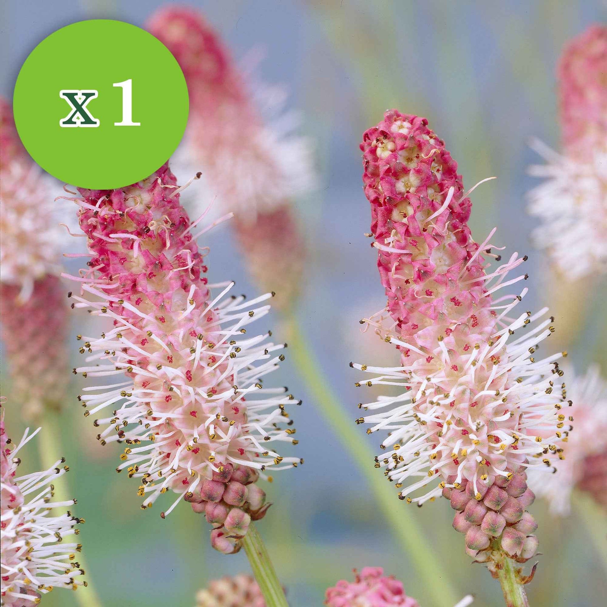 7x Vaste planten - Mix 'Colourful Butterflies' roze-paars-blauw - Bare rooted - Winterhard - Tuinplanten