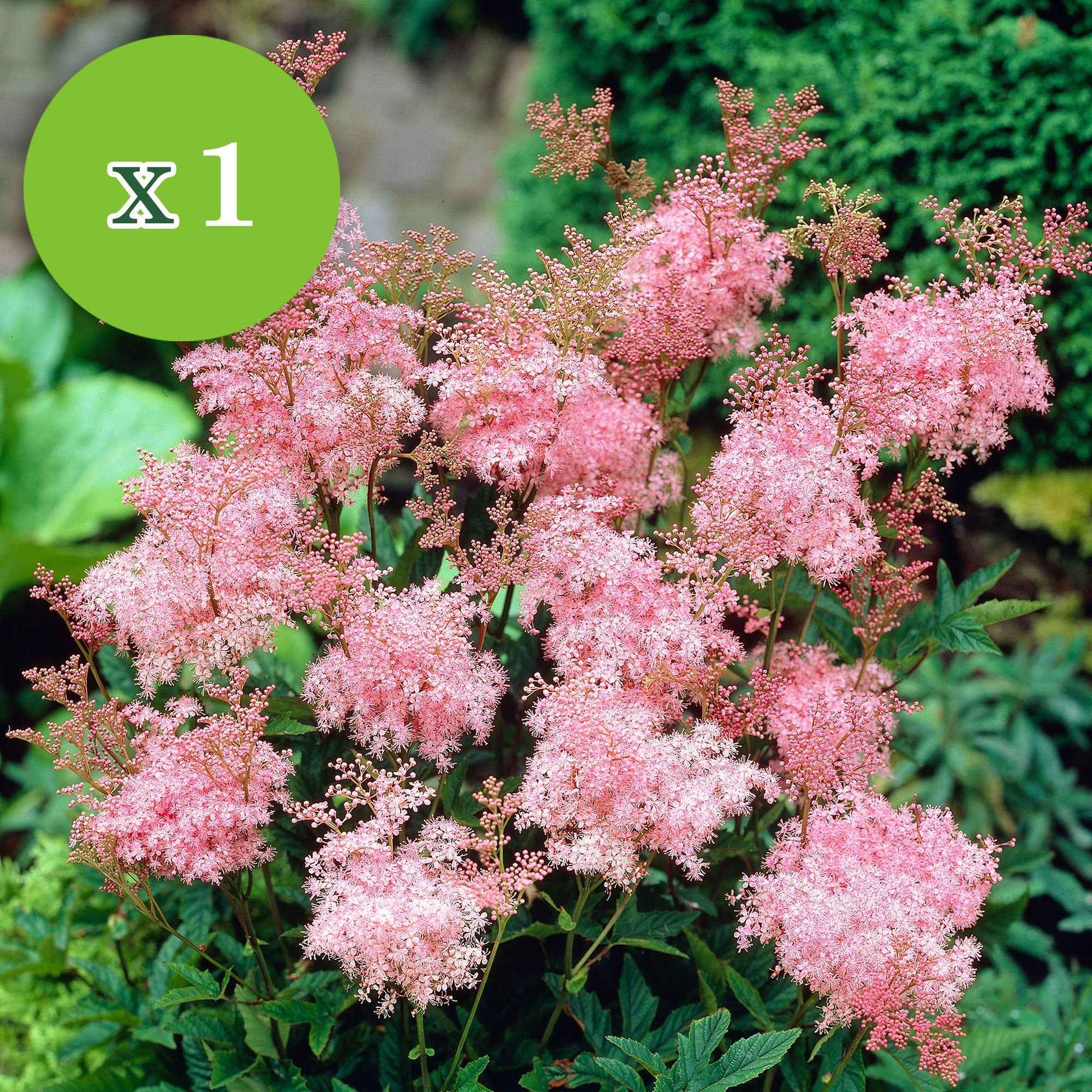 7x Vaste planten - Mix 'Colourful Butterflies' roze-paars-blauw - Bare rooted - Winterhard - Plant eigenschap