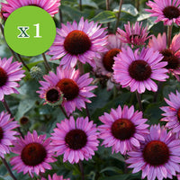 7x Vaste planten - Mix 'Colourful Butterflies' roze-paars-blauw - Bare rooted - Winterhard - Complete Borders