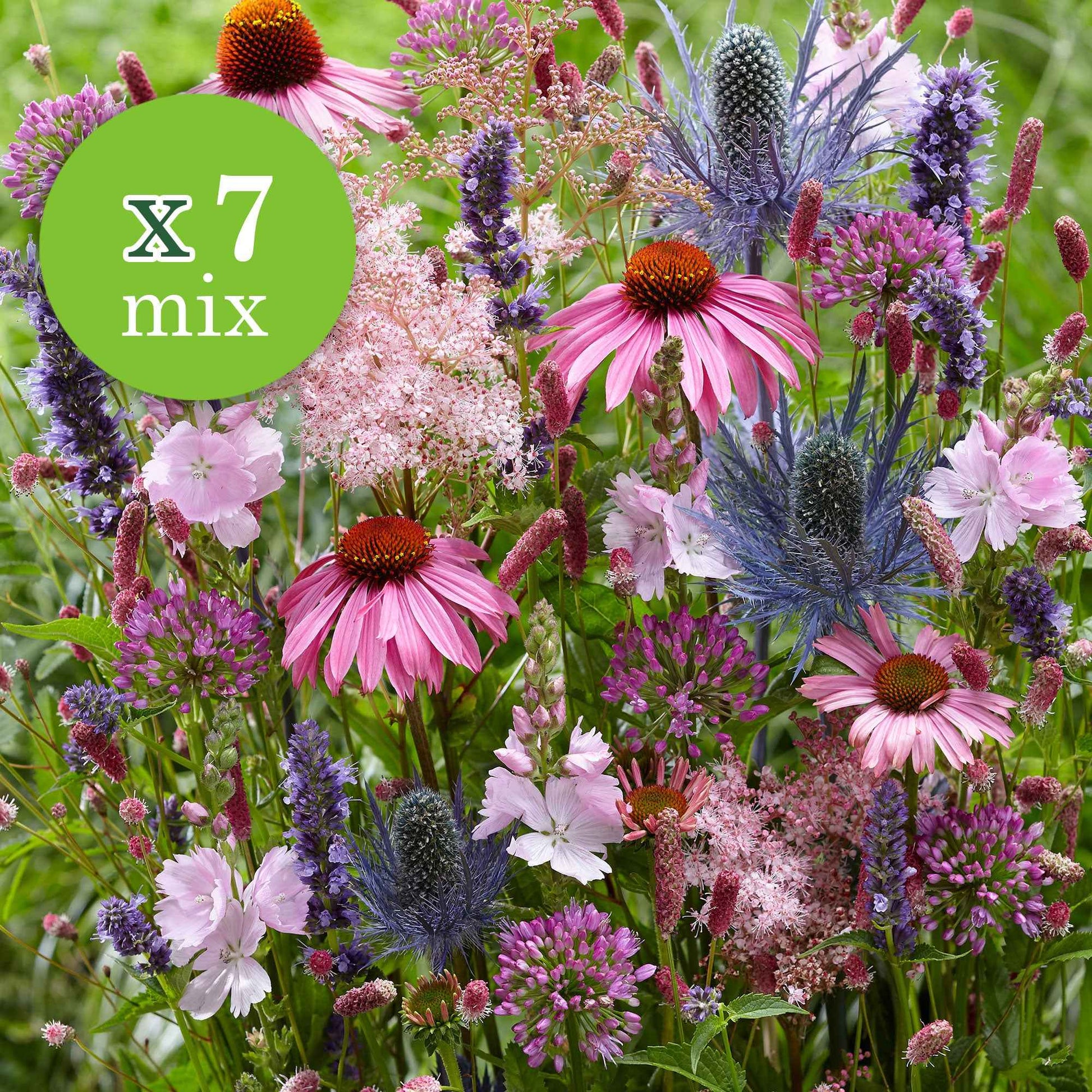 7x Vaste planten - Mix 'Colourful Butterflies' roze-paars-blauw - Bare rooted - Winterhard - Alle vaste tuinplanten