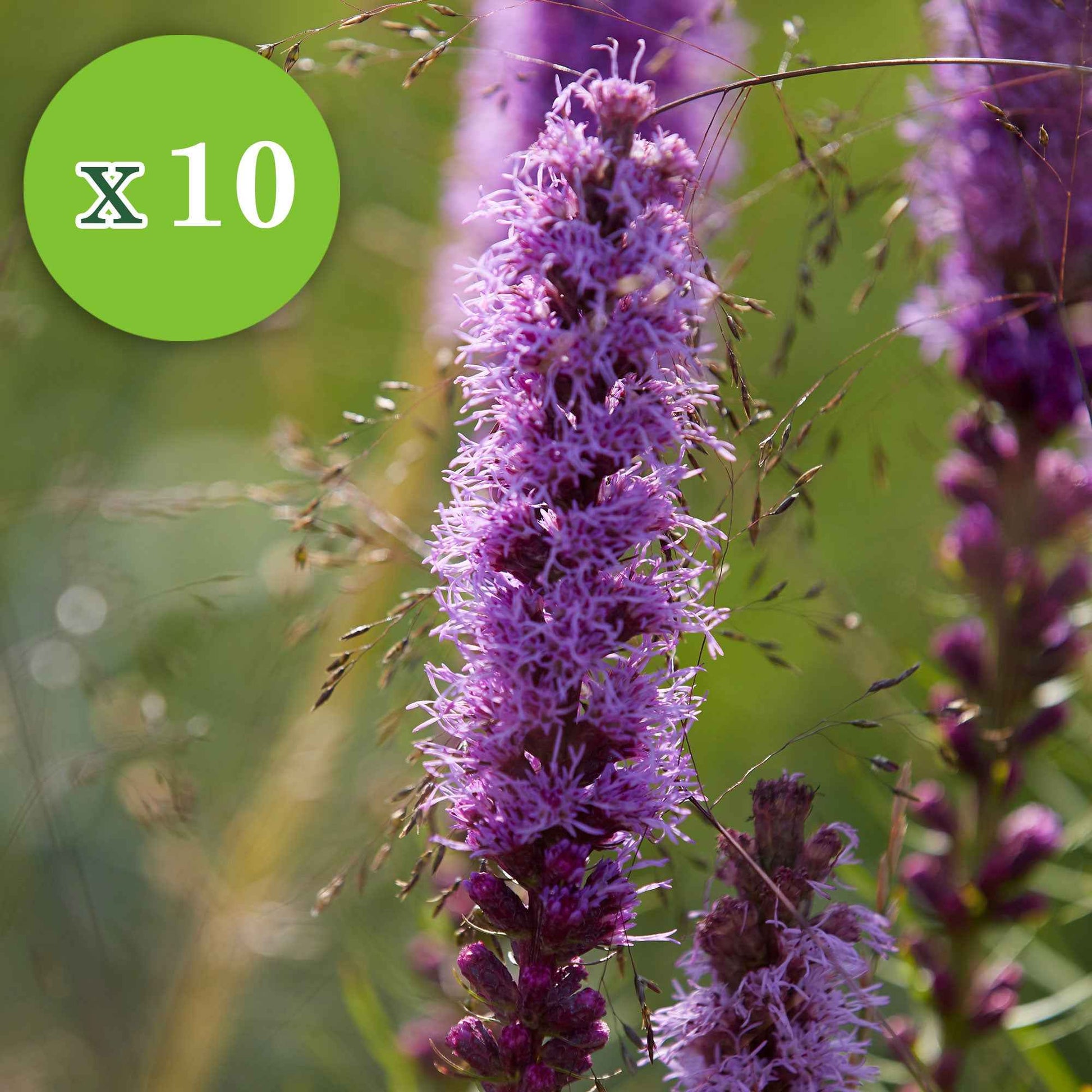 16x Vaste planten - Mix 'Colours & Bees' roze-paars - Bare rooted - Winterhard - Bloembollen