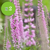 16x Vaste planten - Mix 'Colours & Bees' roze-paars - Bare rooted - Winterhard - Plant eigenschap
