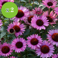 16x Vaste planten - Mix 'Colours & Bees' roze-paars - Bare rooted - Winterhard - Tuinplanten